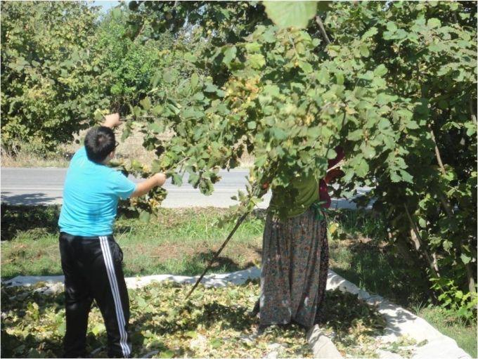 Fındıkta rekolte tahmini için sayım yapıldı