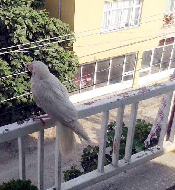 Beyaz renkli karga görenleri şaşırtıyor