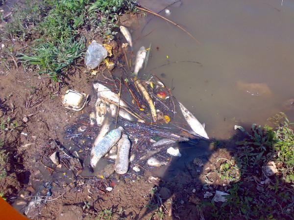 İşte Sakarya Nehri'nin son hali