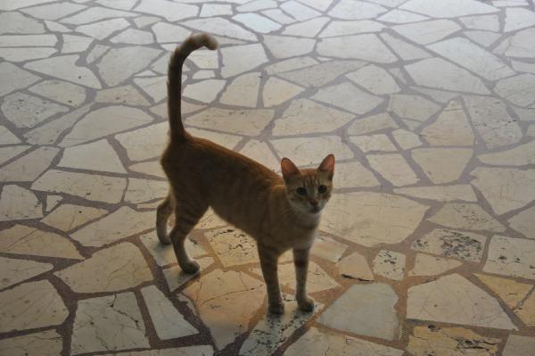 Süs köpeği kediye önce kafa tuttu sonra böyle kaçtı