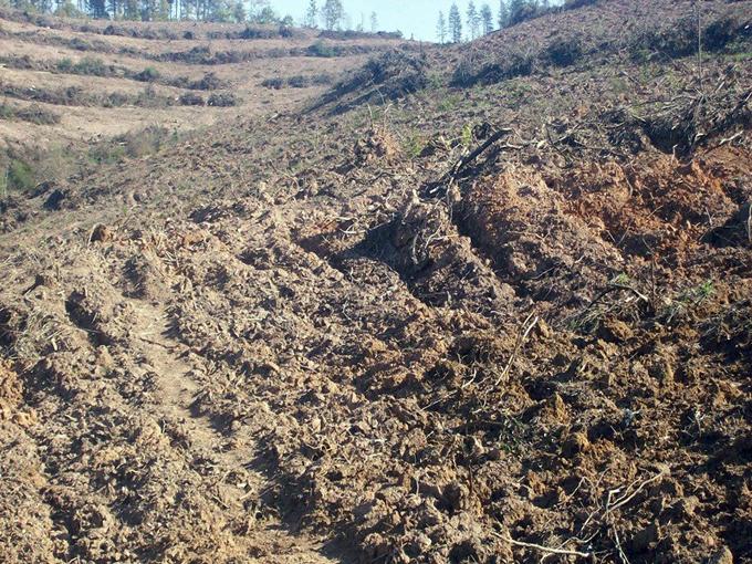 Proje, orman köylüsüne gelir sağlayacak