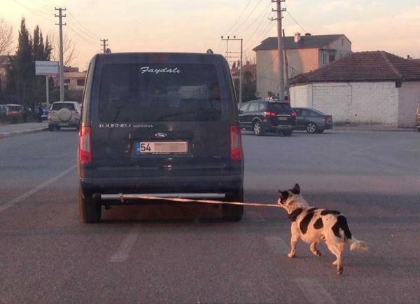 Köpeği arabanın tamponuna bağlayarak koşturdu