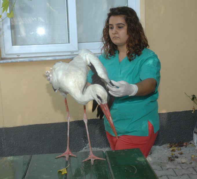 Yaralı leylek tedavi altına alındı