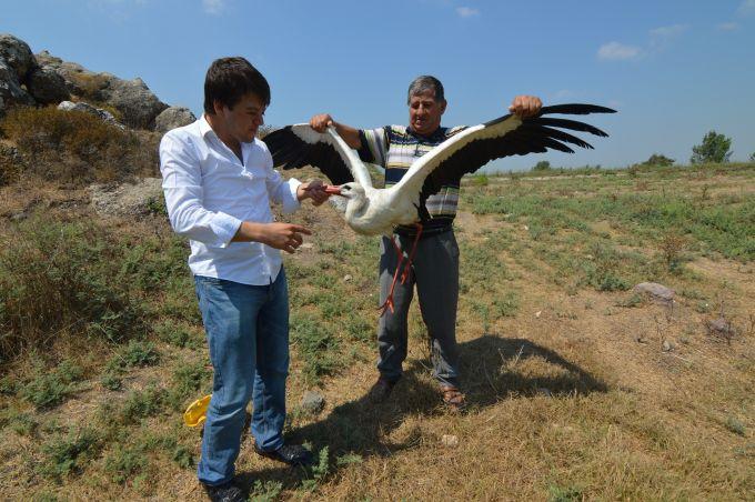 Yaralı leylek tedavi altına alındı