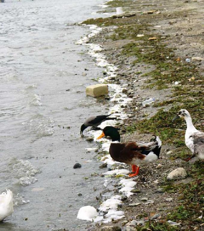 Sapanca Gölü bu kez de bu olayla gündemde!