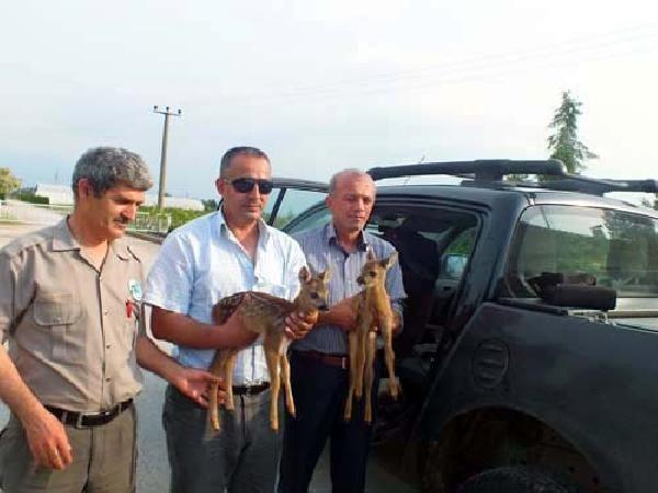 Fındık bahçesini temizlerken, onları buldular