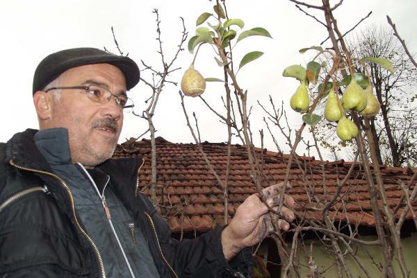 Aralık ayında meyve veren ağaç görenleri şaşırttı