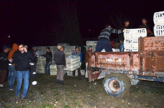 Taraklı'da tavuk yüklü kamyon devrildi