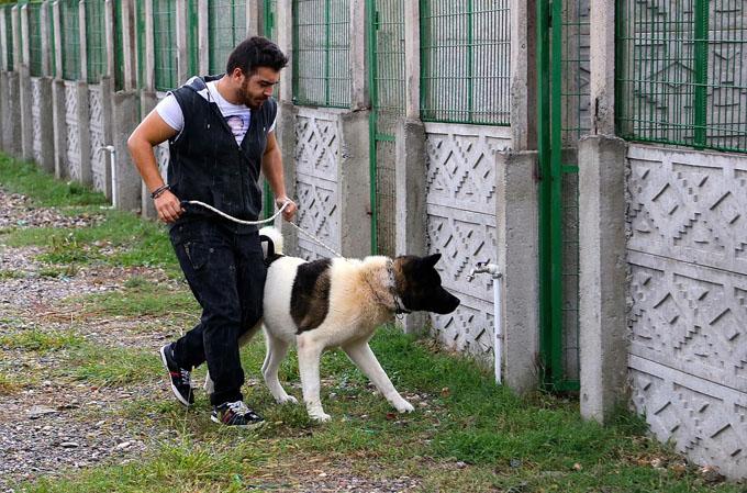 Köpek sahiplerini de eğitiyorlar