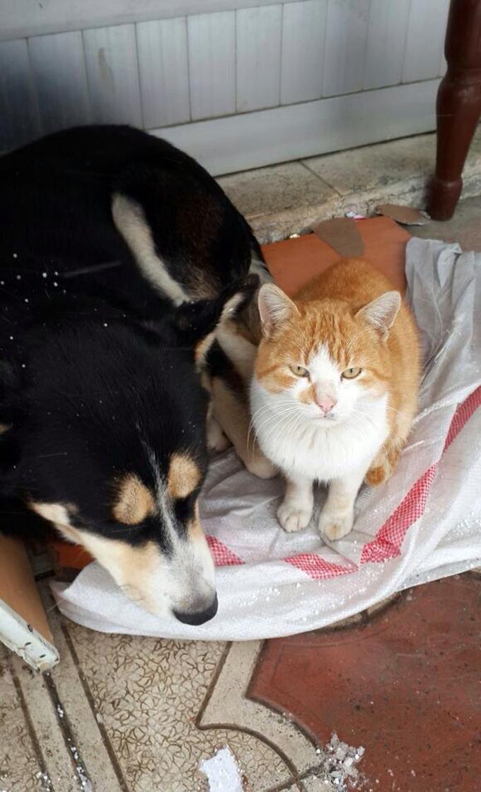 Kedi ve köpeğin dostluğu görenleri şaşırtıyor