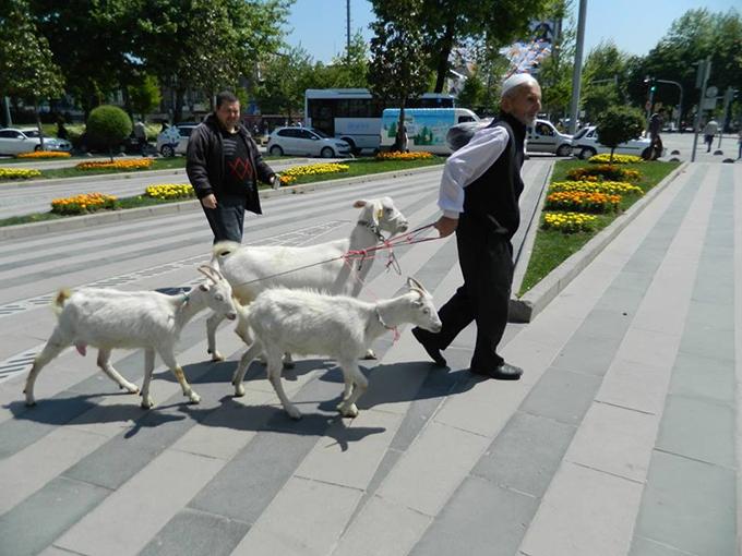 Şehir merkezinde keçileriyle gezdi