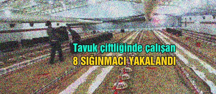 Tavuk çiftliğine jandarma baskını