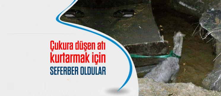 Çukura düşen atı kurtarmak için seferber oldular