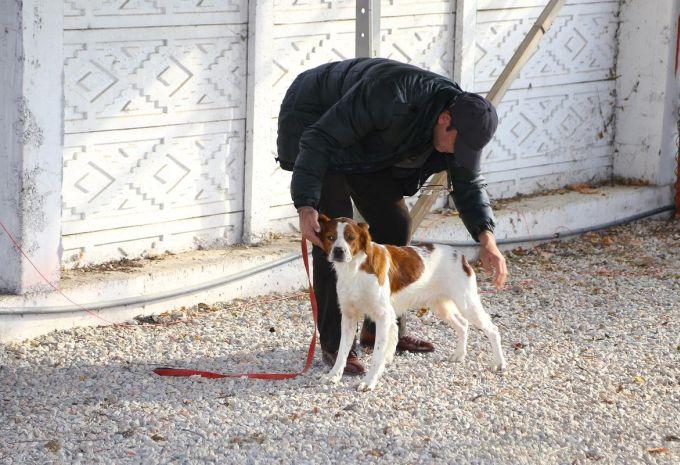 Köpek yarışlarının hakemleri belgelerini aldı