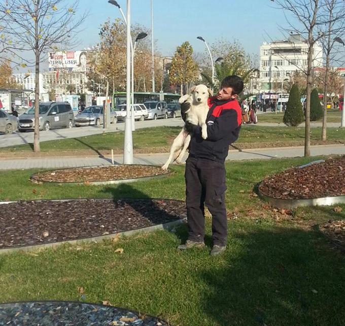 11 ayda yaklaşık 3 bin köpek aşılandı 