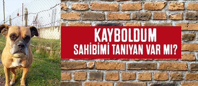 Sahibini kaybeden köpek mutsuz