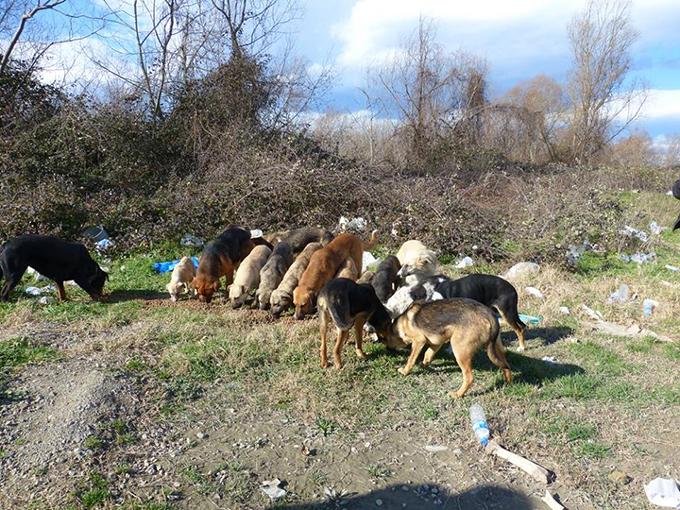 Sokak Köpeklerini Ormanda Açlığa Terk Ettiler