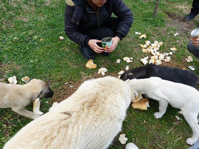 Sokak Köpeklerini Ormanda Açlığa Terk Ettiler