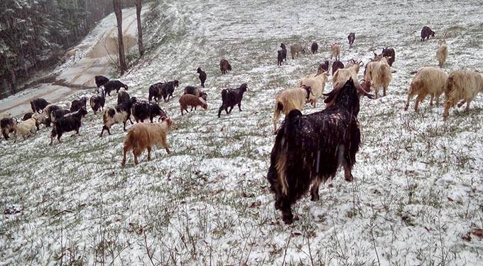 Baharı beklerken kar yağdı