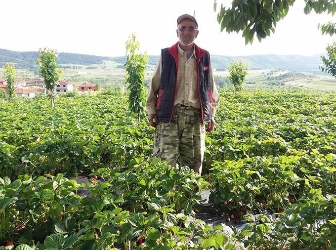 Geyve'de çilek üreticiliği artıyor