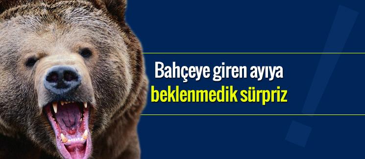 Bahçeye giren ayıya beklenmedik sürpriz