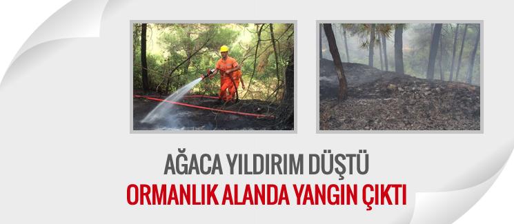 Ağaca yıldırım düştü, ormanlık alanda yangın çıktı