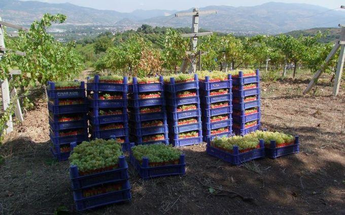 Geyve'de bağ bozumu başladı