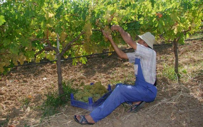 Geyve'de bağ bozumu başladı