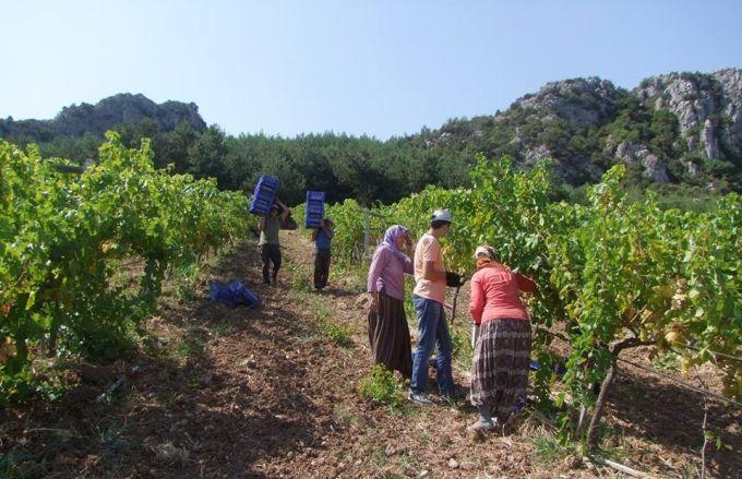 Geyve'de bağ bozumu başladı