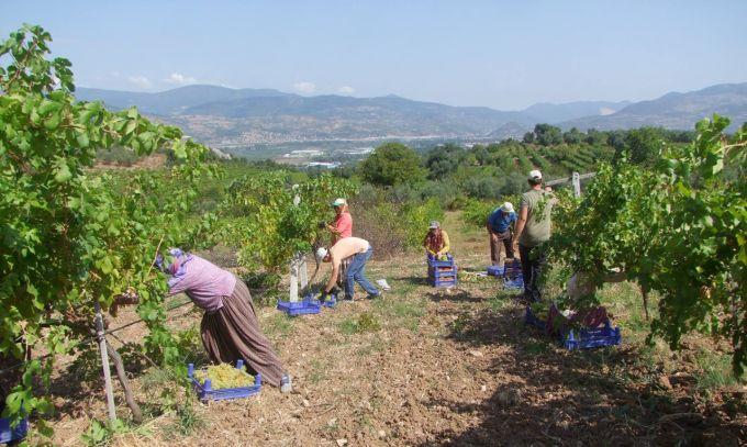 Geyve'de bağ bozumu başladı