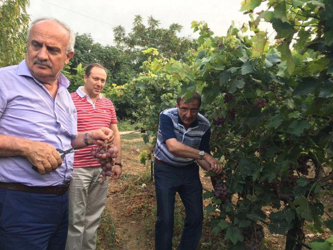 Vekiller bağ bozumuna katıldı