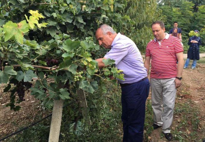 Vekiller bağ bozumuna katıldı