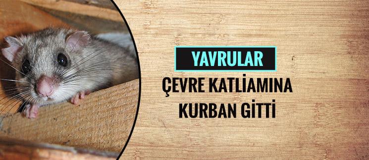 Yavrular çevre katliamına kurban gitti