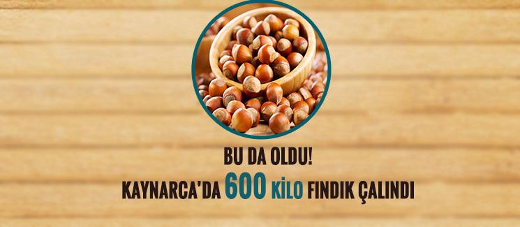 600 kilo fındık çalındı!