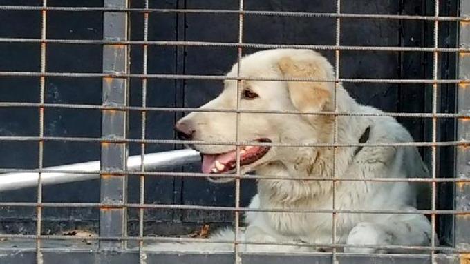 Pamukova'da 3 yaşındaki Kuzey'e köpek saldırdı