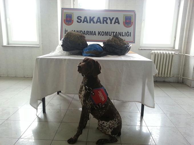 Narkotik köpeği sayesinde 14 kilo esrar bulundu