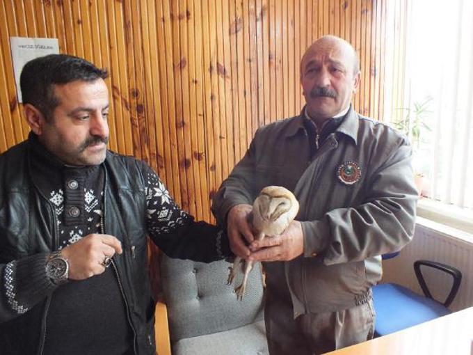 Yolda yürürken yaralı baykuş buldu