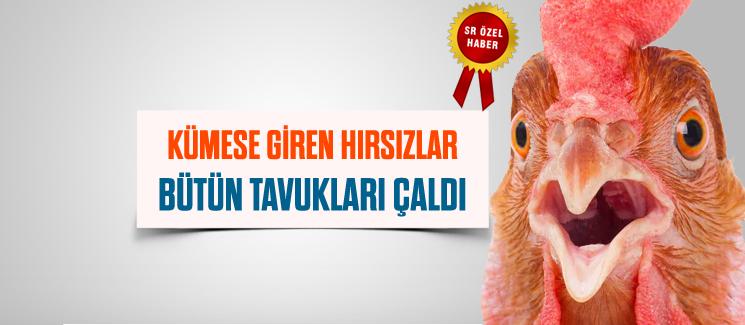 Kümese giren hırsızlar, bütün tavukları çaldı