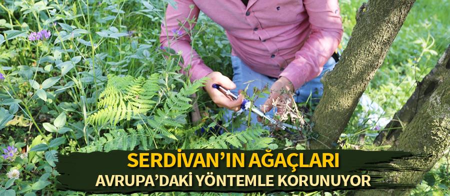 Avrupa'da uygulanan yöntemle ağaçlar korunuyor