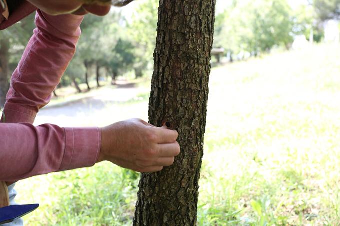 Avrupa'da uygulanan yöntemle ağaçlar korunuyor