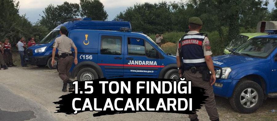 Jandarma ve Polis Fındık Hırsızlarına Göz Açtırmıyor
