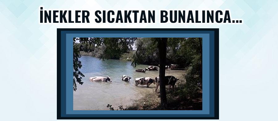 İnekler sıcaktan bunalınca...