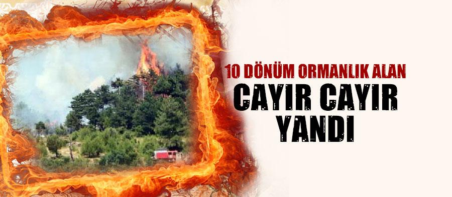 Pamukova'da 10 dönüm ormanlık alan yandı