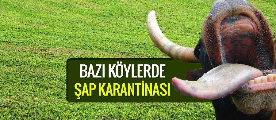 Sakarya'nın bazı köylerinde şap karantinası