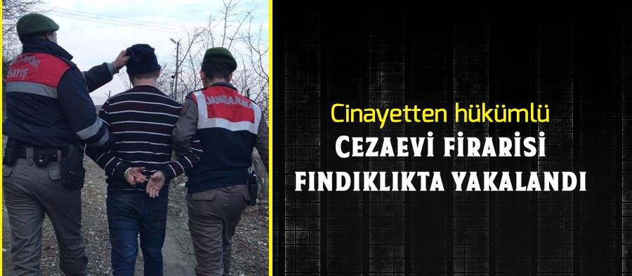 Cezaevi firarisi fındıklıkta yakalandı