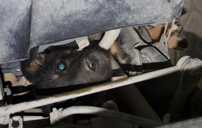 Yaramaz Köpek, Bir Hayli Uğraştırdı