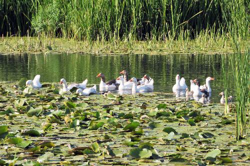 Acarlar Longozu, Turistler İçin Cazibe Merkezi!