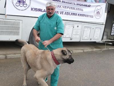 Sokak Hayvanları Kısırlaştırılarak Aşılanıyor