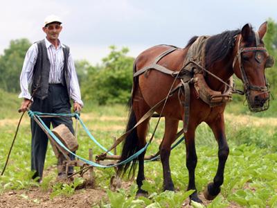 Kara Sabandan Hayatını Kazanıyor 