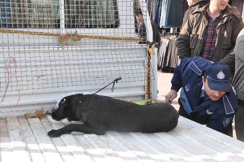 Dar Sokak'ta köpek saldırısına ateş açıldı!